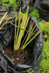 Gardening tools rest on the soil, promising new plant life and growth in the spring garden