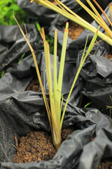 Gardening tools rest on the soil, promising new plant life and growth in the spring garden