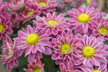 Fresh bright blooming pink chrysanthemum flower closeup shot, Chrysanthemums Flowers blooming in garden, beautiful Chrysanthemums flower, pink flower, Close up pink chrysanthemum, Chakwal, Pakistan