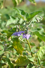 brinjal flower bloom on plant, A close up of purple Brinjal flowers in the garden with green leaves closeup, Beautiful brinjal flower.Purple color flower. Eggplant flower close up with leaves