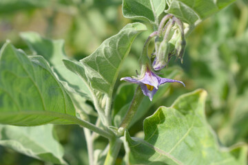 brinjal flower bloom on plant, A close up of purple Brinjal flowers in the garden with green leaves closeup, Beautiful brinjal flower.Purple color flower. Eggplant flower close up with leaves