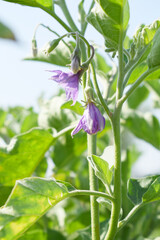 brinjal flower bloom on plant, A close up of purple Brinjal flowers in the garden with green leaves closeup, Beautiful brinjal flower.Purple color flower. Eggplant flower close up with leaves