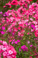 Obraz premium Phlox paniculata fragrant flowers in the garden.