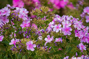 Fototapeta premium Phlox paniculata fragrant flowers in the garden.