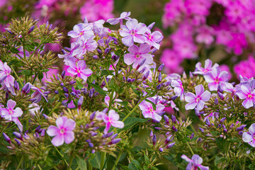 Obraz premium Phlox paniculata fragrant flowers in the garden.