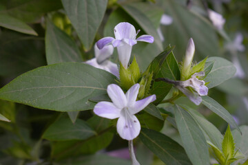 Crested Philippine violet or Bluebell barleria (Barleria cristata Lavender Lace) rare variety wild flower medicinal plant, close up, Barleria Cristata Lavender Lace Flowers With Leaves In Garden,