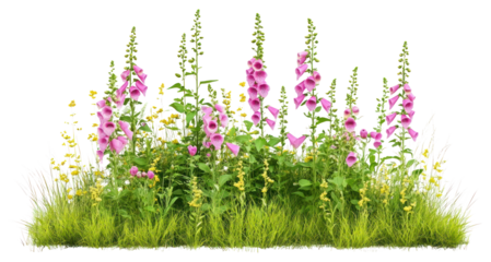 PNG Foxgloves flowers blossoms yellow.