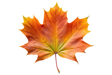 Autumn Maple Leaf