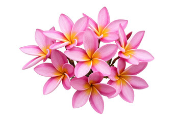 Cluster of fresh pink plumeria flowers with soft yellow centers, isolated on a white background