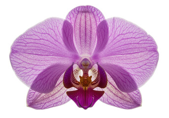 Delicate purple orchid flower with intricate petal patterns and vibrant colors, isolated on a white background