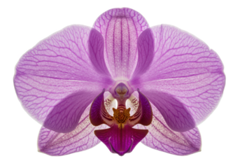 Delicate purple orchid flower with intricate petal patterns and vibrant colors, isolated on a white background