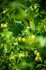 A vibrant cluster of green gooseberries hangs from lush foliage,.