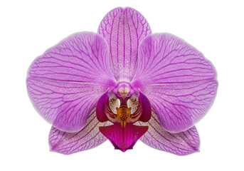 Delicate purple orchid flower with intricate petal patterns and vibrant colors, isolated on a white background
