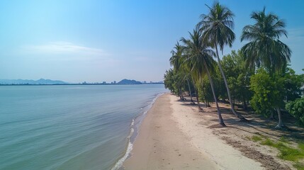 Serene Beachscape Palm Trees Line Sandy Shore