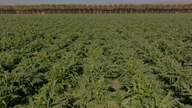 Aerial view of a vegetables growing in a field on a California desert farm
