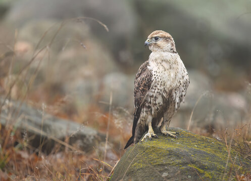 Saker falcon ( falco cherrug ) close up