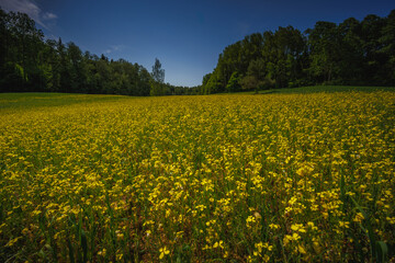 A Stunning and Vibrant Yellow Flower Field Spreading Beautifully Under the Clear Blue Sky