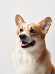 A smiling Corgi is captured in a studio against a white background. The dog joyful expression and fluffy fur make the portrait engaging and adorable.