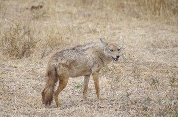 A Lone African Golden Wolf in the Grassland, Tanzania