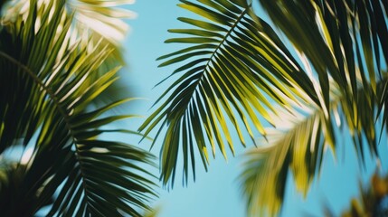 Fototapeta premium Lush green fan palm leaves against a clear blue sky creating a serene tropical jungle atmosphere in a closeup macro shot.