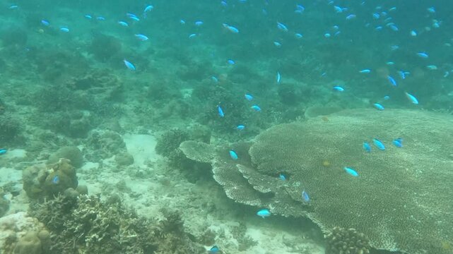 Allen's damsel fish swim in Coral reef underwater in tropical areas