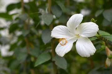 Fototapeta premium Beautiful flower of Shoeblack on plant, flower, white Shoeblackplant flower, shoe black plant flowers bloom among its dense leaves, Beautiful big white flower closeup, Chakwal, Punjab, Pakistan
