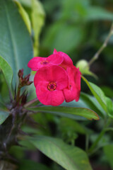 Close up of beautiful red Euphorbia milii, the crown of thorns, called Corona de Cristo. Crown of thorn flower. red Euphorbia milii flower in the garden, Blooming Euphorbia milii, bunch flowers shot
