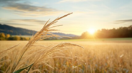 Golden Wheat Field at Sunrise with Gentle Breeze and Soft Light, Capturing the Beauty of Nature and the Tranquility of Rural Landscapes in Warm Tones