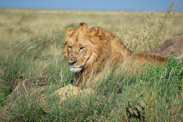 Lions in the Serengeti, Tanzania, Africa