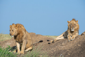 Lions in the Serengeti, Tanzania, Africa