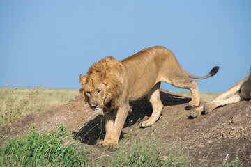 Obraz premium Lions in the Serengeti, Tanzania, Africa
