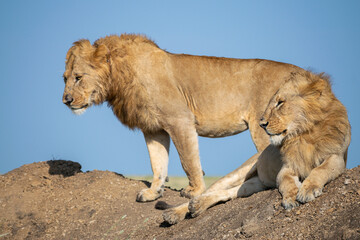 Lions in the Serengeti, Tanzania, Africa