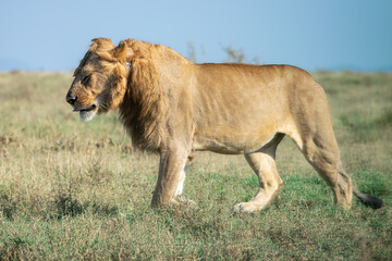 Obraz premium Lions in the Serengeti, Tanzania, Africa