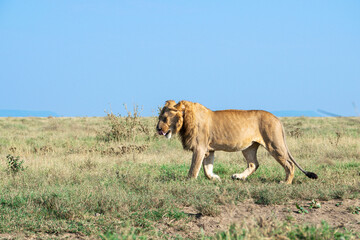 Obraz premium Lions in the Serengeti, Tanzania, Africa
