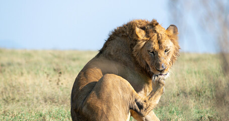 Lions in the Serengeti, Tanzania, Africa
