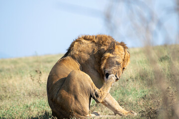 Obraz premium Lions in the Serengeti, Tanzania, Africa