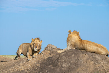 Lions in the Serengeti, Tanzania, Africa
