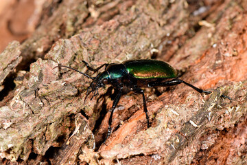 Forest caterpillar hunter // Großer Puppenräuber  (Calosoma sycophanta) - Skutarisee, Montenegro