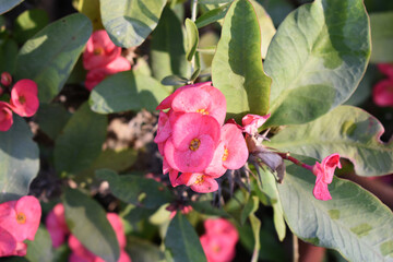 Close up of beautiful red Euphorbia milii, the crown of thorns, called Corona de Cristo. Crown of...