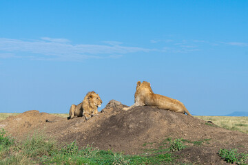 Lions in the Serengeti, Tanzania, Africa