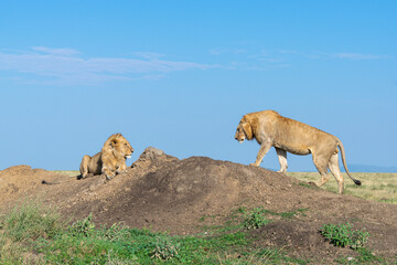 Fototapeta premium Lions in the Serengeti, Tanzania, Africa