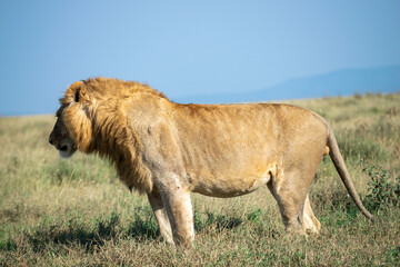 Lions in the Serengeti, Tanzania, Africa