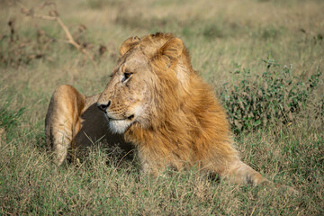 Lions in the Serengeti, Tanzania, Africa