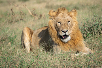 Lions in the Serengeti, Tanzania, Africa