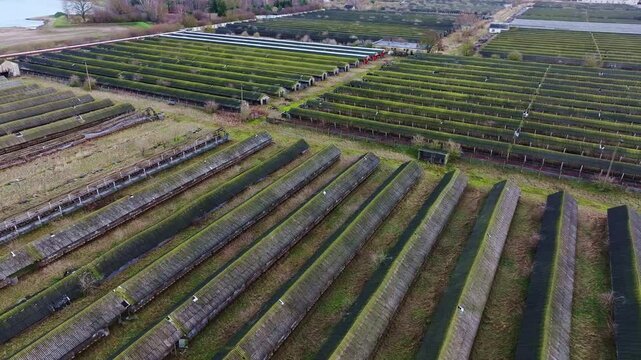 Rows of abandoned mink farm cages - nature reclaiming industrial ruins, drone