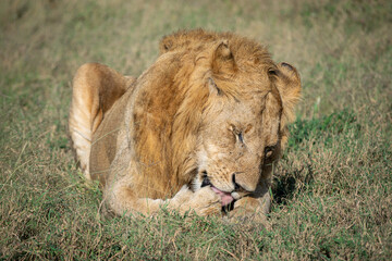 Lions in the Serengeti, Tanzania, Africa