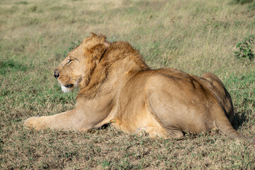 Lions in the Serengeti, Tanzania, Africa