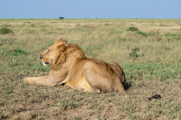 Lions in the Serengeti, Tanzania, Africa