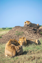 Lions in the Serengeti, Tanzania, Africa