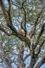 Lions in the Serengeti, Tanzania, Africa
